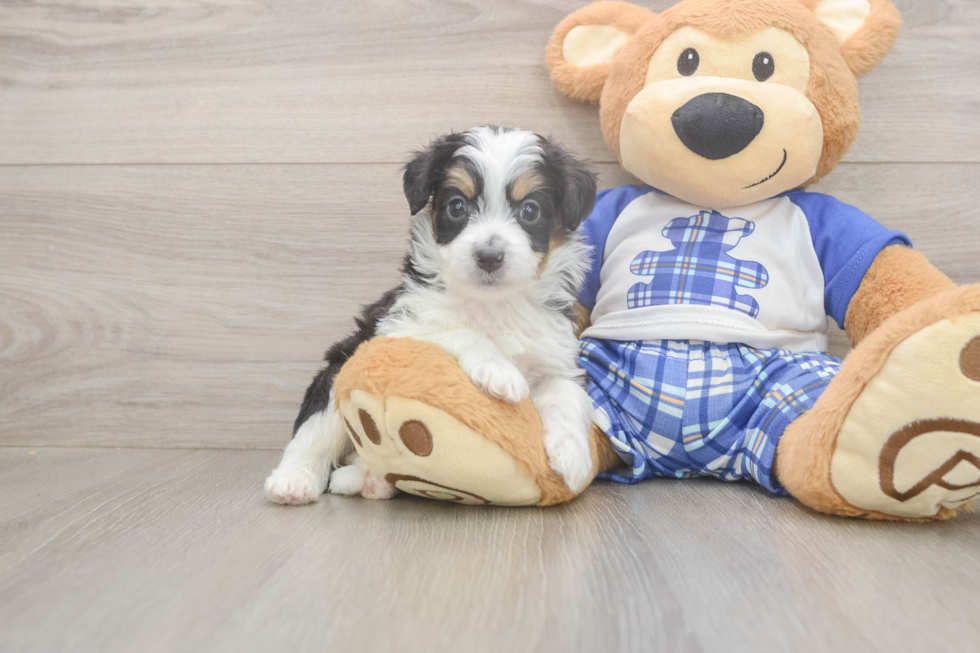 Mini Aussiedoodle Pup Being Cute