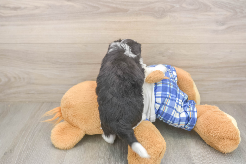 Mini Aussiedoodle Pup Being Cute