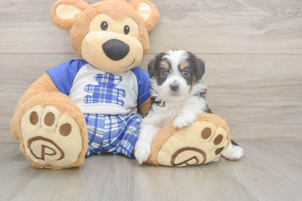 Fluffy Mini Aussiedoodle Poodle Mix Pup