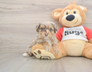 8 week old Mini Aussiedoodle Puppy For Sale - Simply Southern Pups