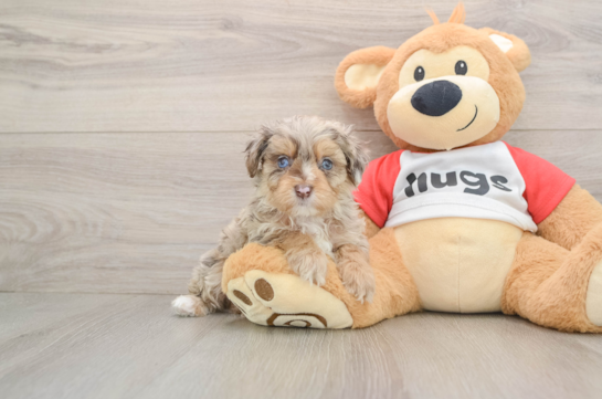 Adorable Mini Australian Shepherd X Poodle Mix Poodle Mix Puppy