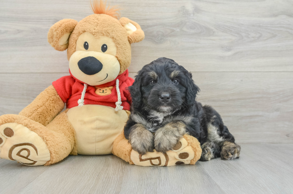 7 week old Mini Aussiedoodle Puppy For Sale - Simply Southern Pups