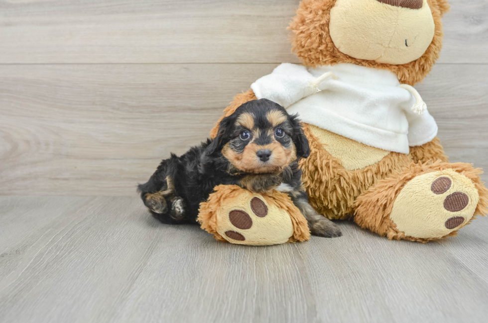 6 week old Mini Aussiedoodle Puppy For Sale - Simply Southern Pups