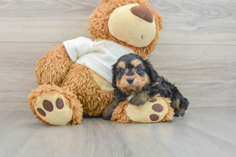 Mini Aussiedoodle Puppy for Adoption