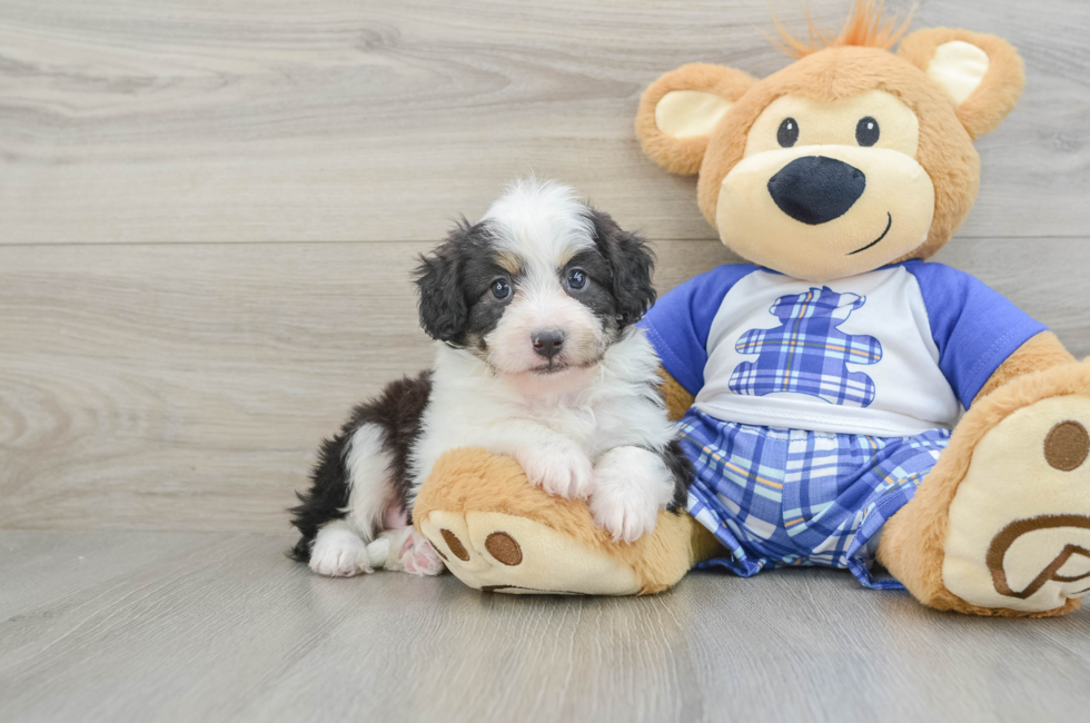 6 week old Mini Aussiedoodle Puppy For Sale - Simply Southern Pups