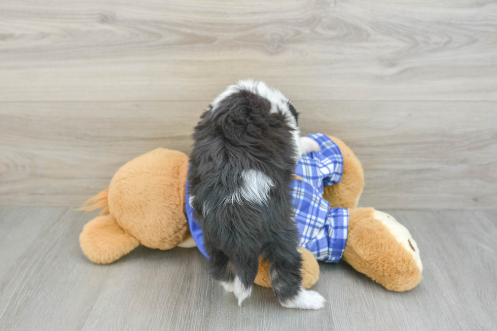 Mini Aussiedoodle Puppy for Adoption