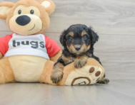 8 week old Mini Aussiedoodle Puppy For Sale - Simply Southern Pups
