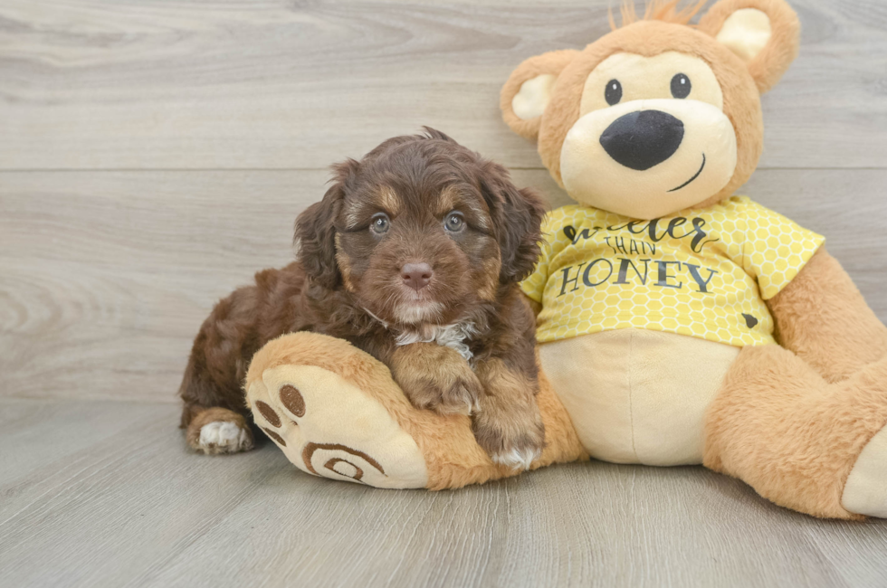 5 week old Mini Aussiedoodle Puppy For Sale - Simply Southern Pups