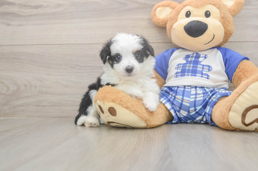 5 week old Mini Aussiedoodle Puppy For Sale - Simply Southern Pups