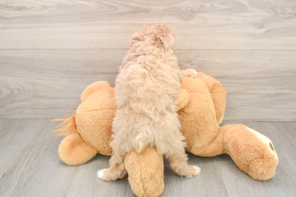 Funny Mini Aussiedoodle Poodle Mix Pup