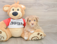 9 week old Mini Aussiedoodle Puppy For Sale - Simply Southern Pups