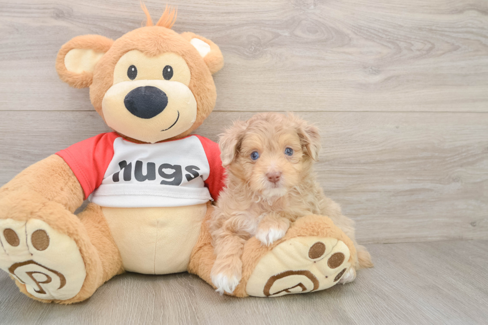 Funny Mini Aussiedoodle Poodle Mix Pup