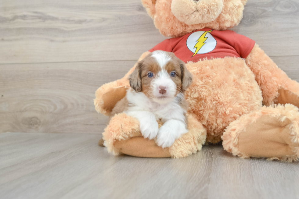 Mini Aussiedoodle Puppy for Adoption