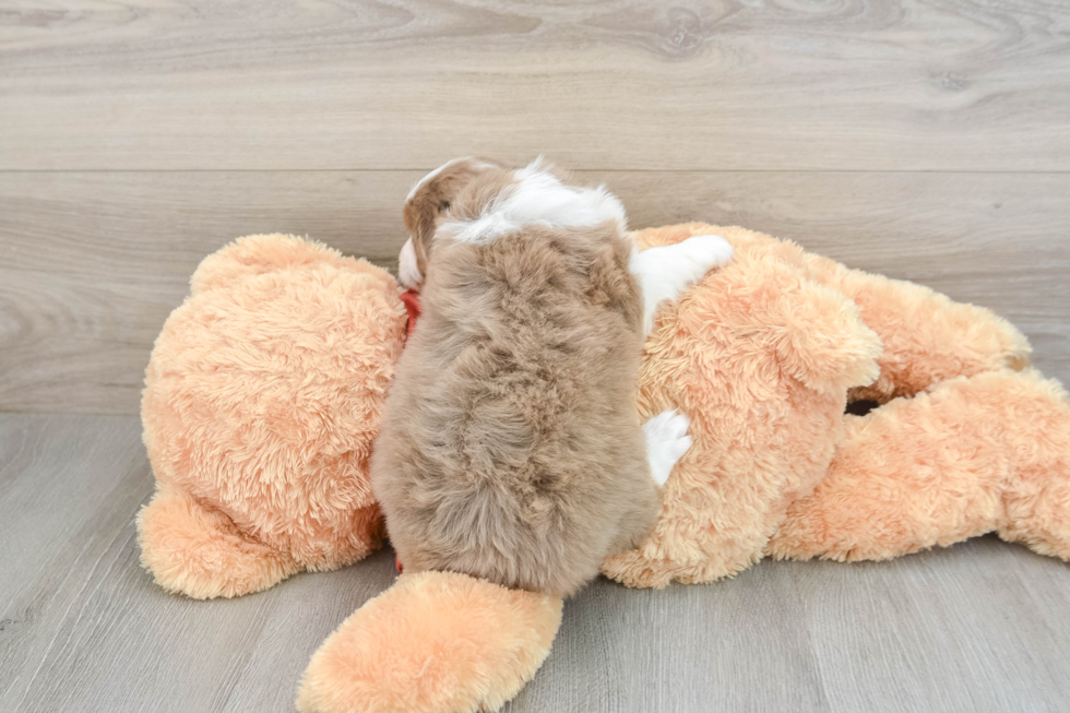 Playful Mini Aussiepoodle Poodle Mix Puppy