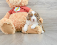 7 week old Mini Aussiedoodle Puppy For Sale - Simply Southern Pups