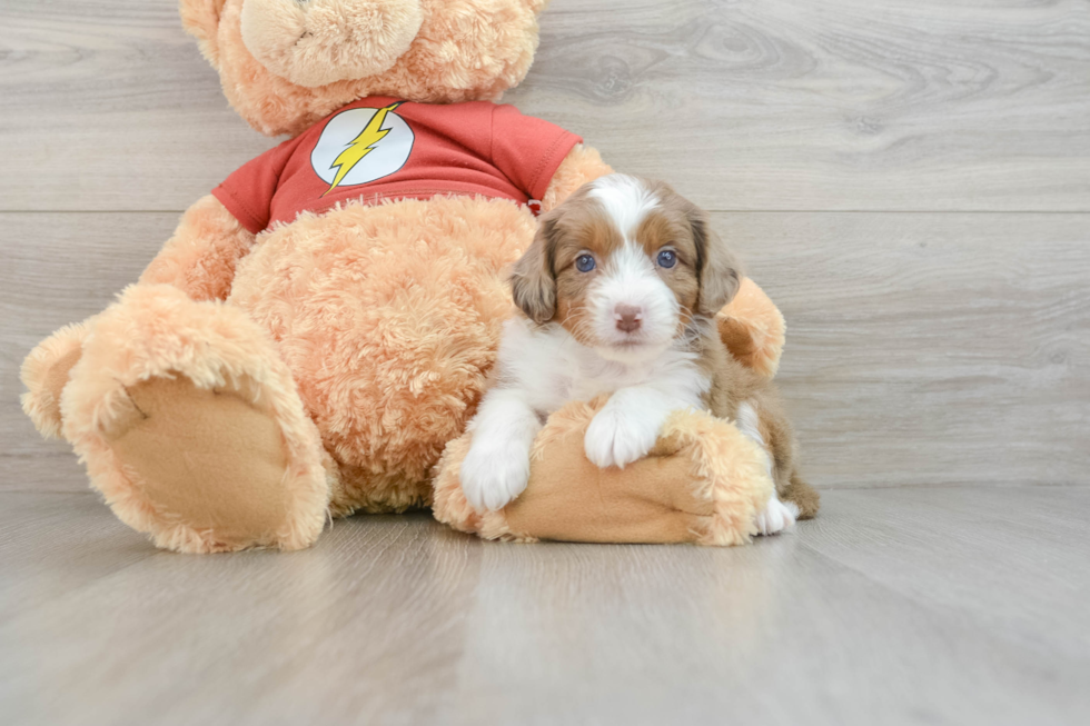 Playful Mini Aussiepoodle Poodle Mix Puppy