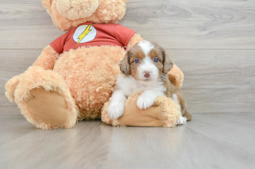 7 week old Mini Aussiedoodle Puppy For Sale - Simply Southern Pups