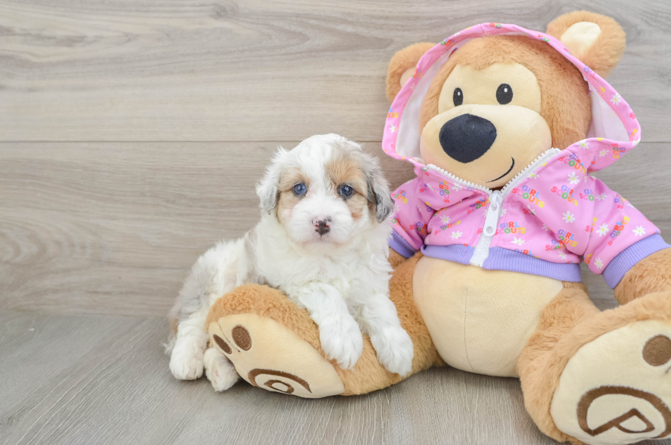 5 week old Mini Aussiedoodle Puppy For Sale - Simply Southern Pups