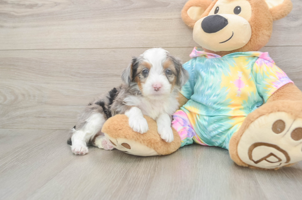 6 week old Mini Aussiedoodle Puppy For Sale - Simply Southern Pups