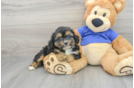 Small Mini Aussiedoodle Baby