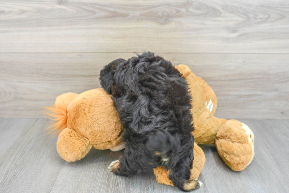 Popular Mini Aussiedoodle Poodle Mix Pup