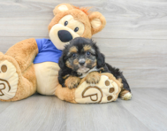 8 week old Mini Aussiedoodle Puppy For Sale - Simply Southern Pups