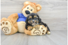 Cute Mini Aussiedoodle Baby