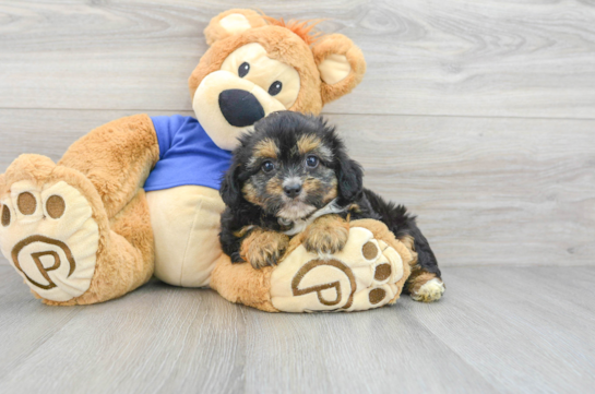 Cute Mini Aussiedoodle Baby