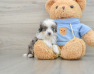 5 week old Mini Aussiedoodle Puppy For Sale - Simply Southern Pups