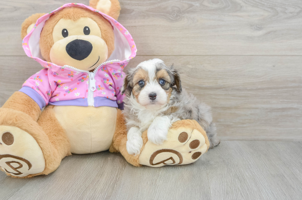 5 week old Mini Aussiedoodle Puppy For Sale - Simply Southern Pups