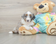 8 week old Mini Aussiedoodle Puppy For Sale - Simply Southern Pups