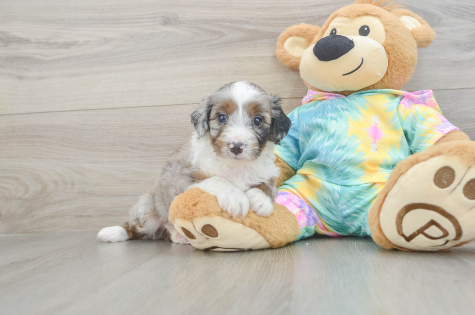 6 week old Mini Aussiedoodle Puppy For Sale - Simply Southern Pups