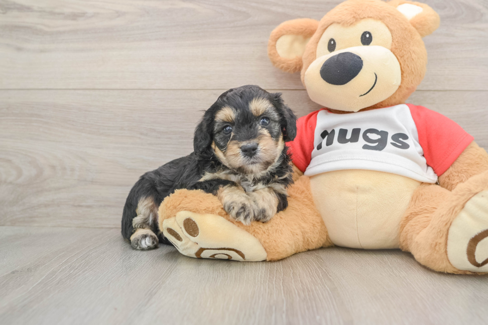 Best Mini Aussiedoodle Baby
