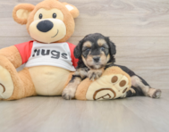 7 week old Mini Aussiedoodle Puppy For Sale - Simply Southern Pups
