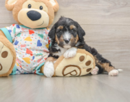 8 week old Mini Aussiedoodle Puppy For Sale - Simply Southern Pups