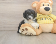 8 week old Mini Aussiedoodle Puppy For Sale - Simply Southern Pups
