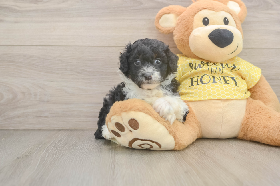 5 week old Mini Aussiedoodle Puppy For Sale - Simply Southern Pups