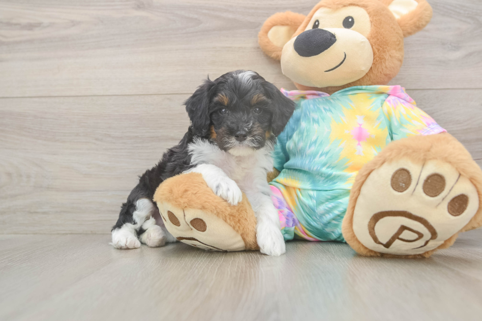 Mini Aussiedoodle Pup Being Cute