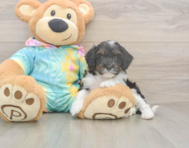 8 week old Mini Aussiedoodle Puppy For Sale - Simply Southern Pups