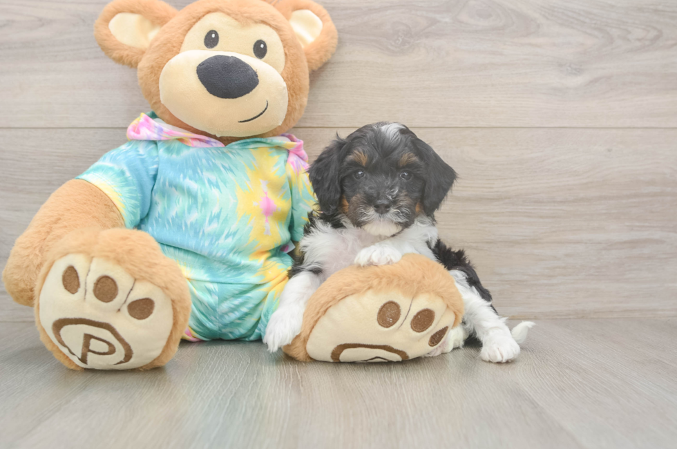 6 week old Mini Aussiedoodle Puppy For Sale - Simply Southern Pups