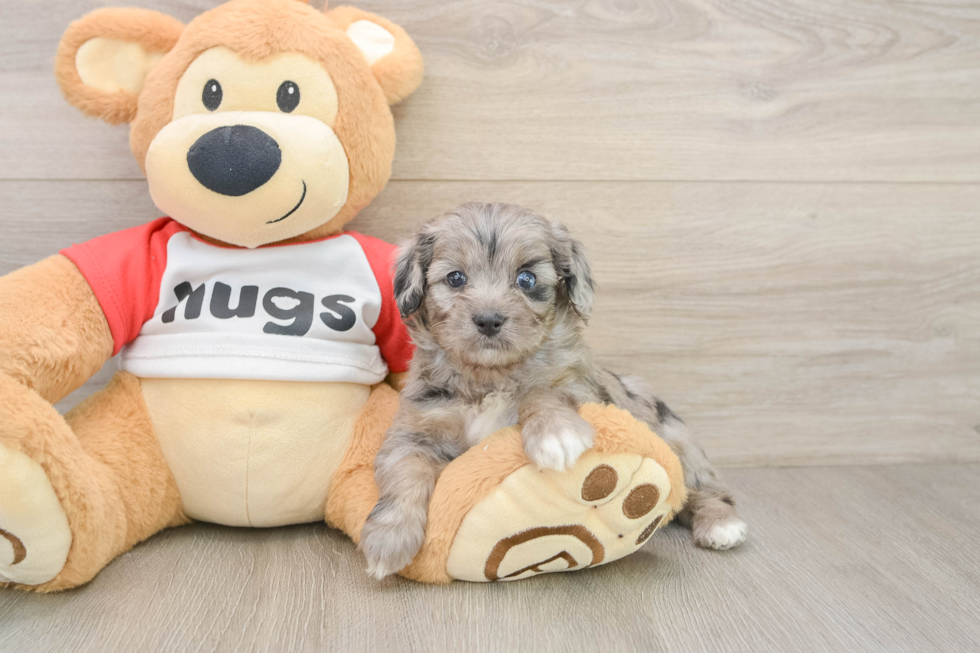 Mini Aussiedoodle Puppy for Adoption