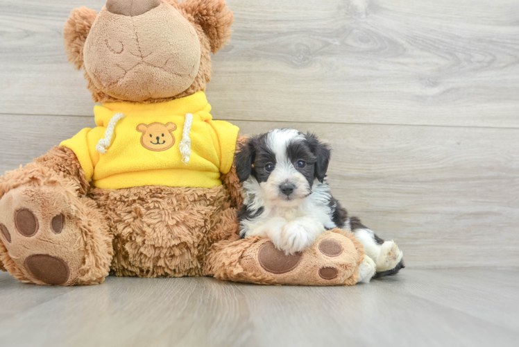 Mini Aussiedoodle Pup Being Cute