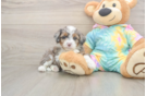 Hypoallergenic Aussiepoo Poodle Mix Puppy