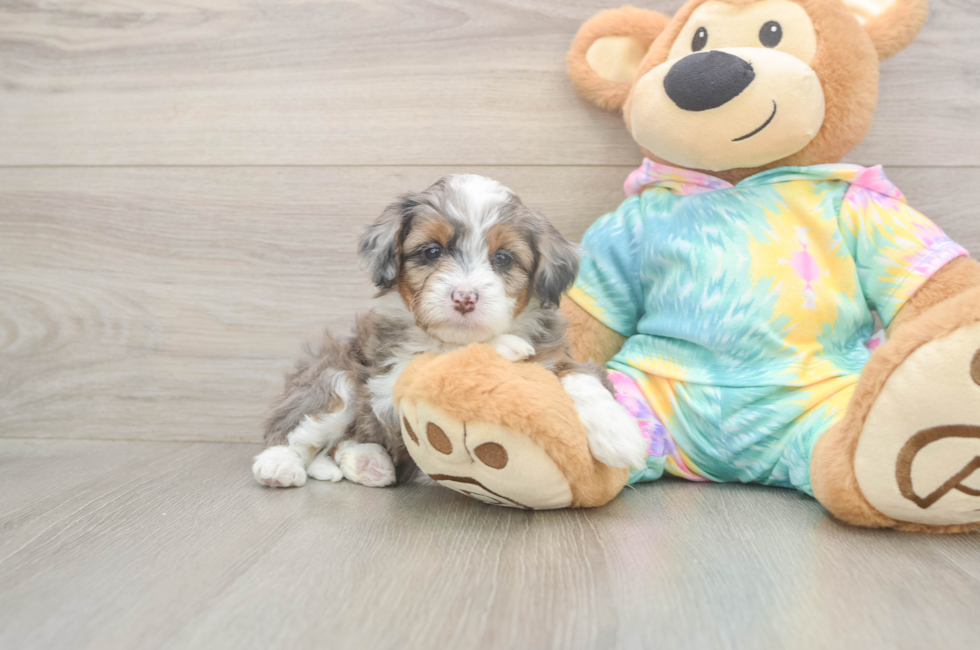 6 week old Mini Aussiedoodle Puppy For Sale - Simply Southern Pups