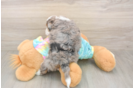 Playful Mini Aussiepoodle Poodle Mix Puppy