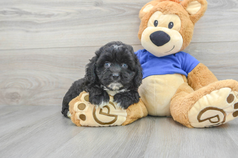 8 week old Mini Aussiedoodle Puppy For Sale - Simply Southern Pups