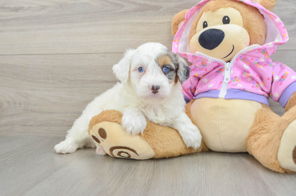 5 week old Mini Aussiedoodle Puppy For Sale - Simply Southern Pups