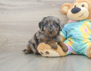 8 week old Mini Aussiedoodle Puppy For Sale - Simply Southern Pups