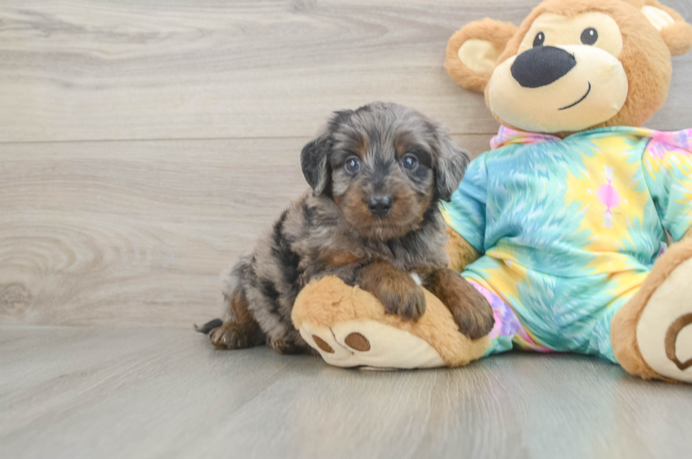 6 week old Mini Aussiedoodle Puppy For Sale - Simply Southern Pups