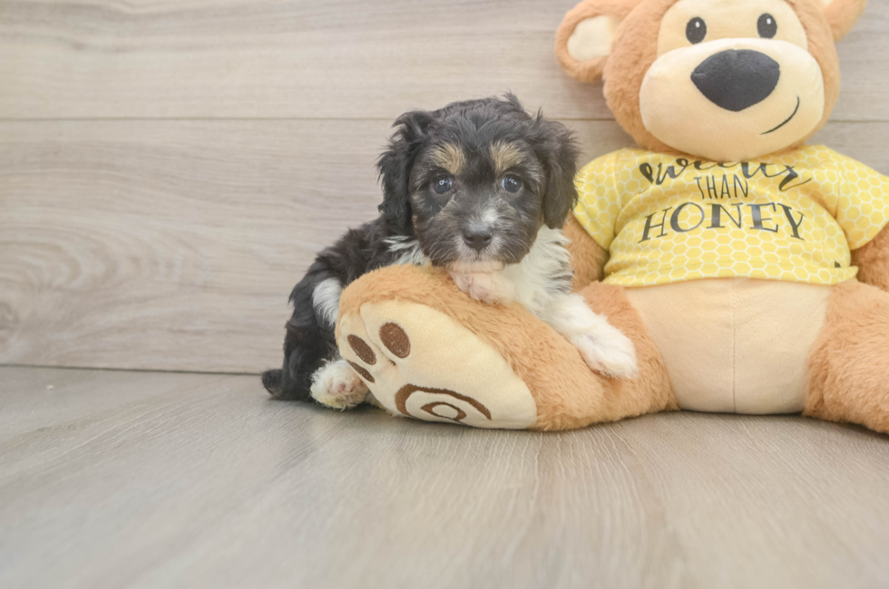 5 week old Mini Aussiedoodle Puppy For Sale - Simply Southern Pups